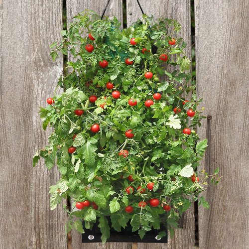 Touch of ECO Organic Hanging Cherry Tomato Growing Kit & Reviews Wayfair
